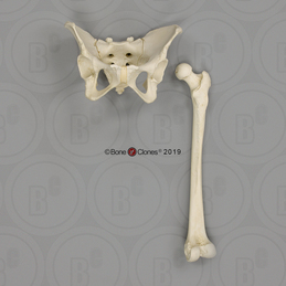 Human Male European Articulated Skeleton - Bone Clones, Inc