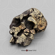 Kenyanthropus platyops Skull - KNM-WT-40000