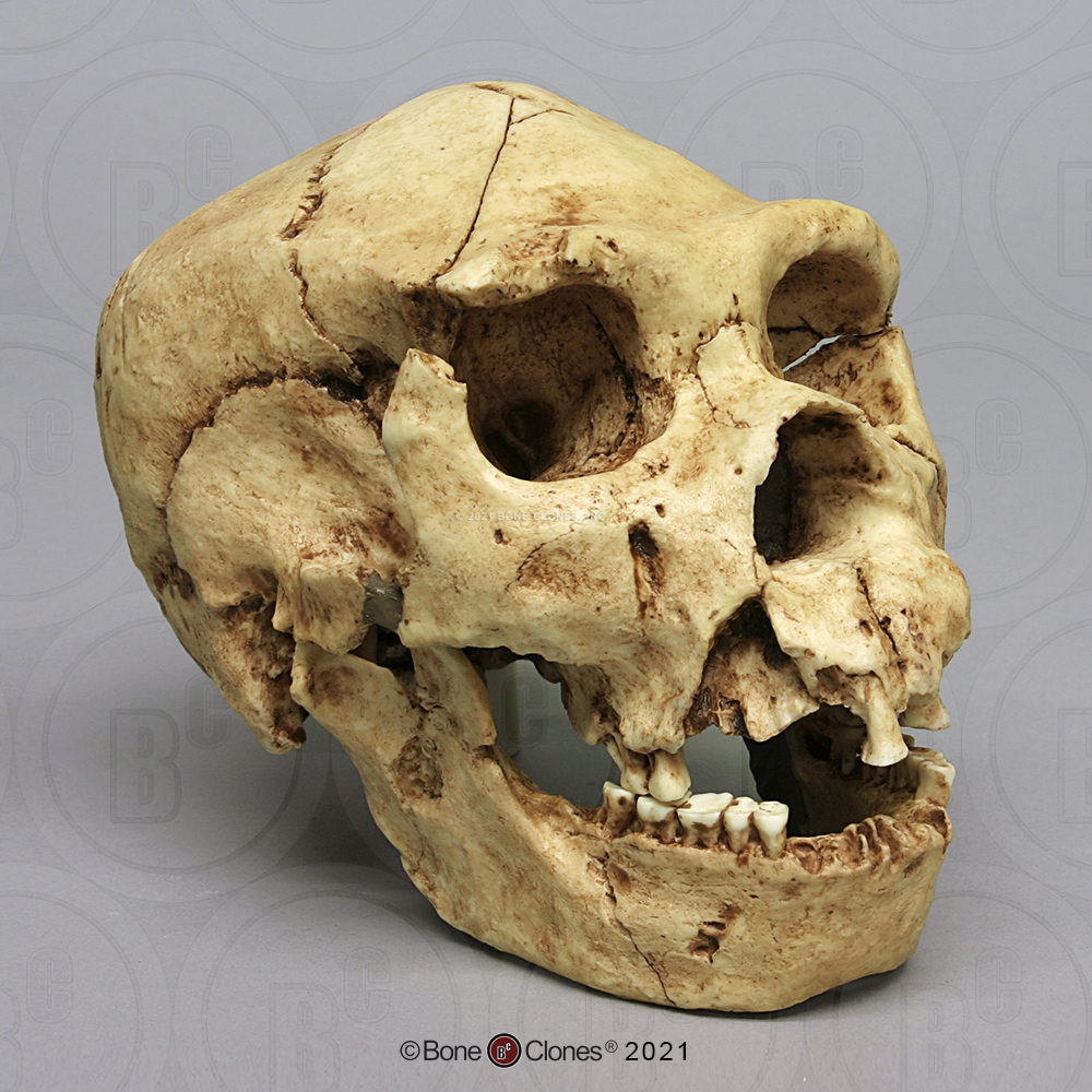 Homo heidelbergensis Skull Atapuerca 5 - Bone Clones, Inc ...