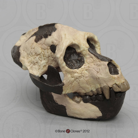 Aegyptopithecus zeuxis Skull