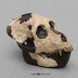 Blue Jay Egg - Bone Clones, Inc. - Osteological Reproductions