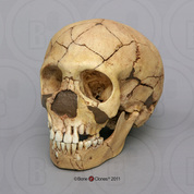 Homo neanderthalensis (Child) Skull Teshik-Tash