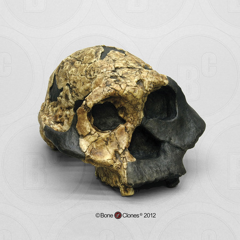 Female Australopithecus boisei KNM ER 732 Skull
