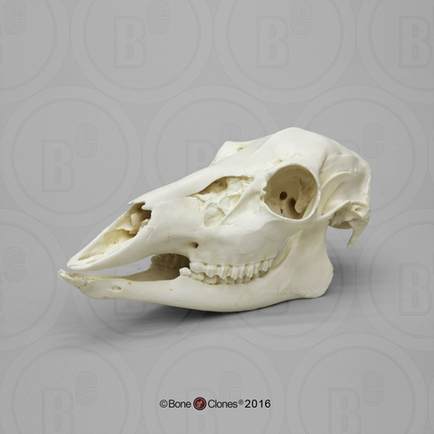 White-tailed Deer Doe Skull