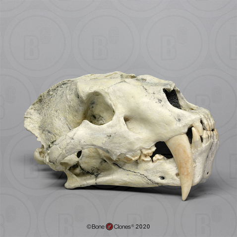 Sabertooth Cat, Chinese Machairodus giganteus Skull