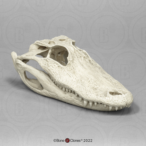 12 Inch Alligator Skull