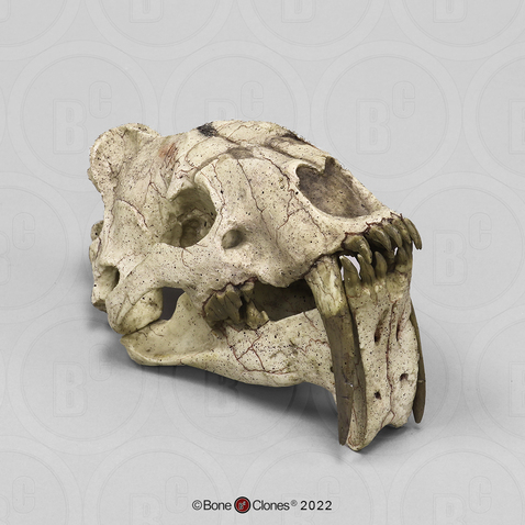 Sabertooth Cat, Eusmilus sicarius Skull