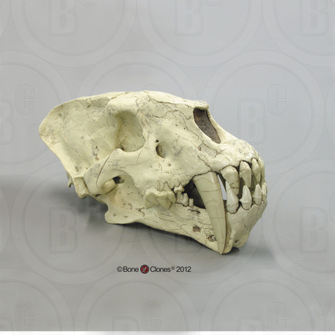 Sabertooth Cat,  Homotherium cf. crenatidens  Skull