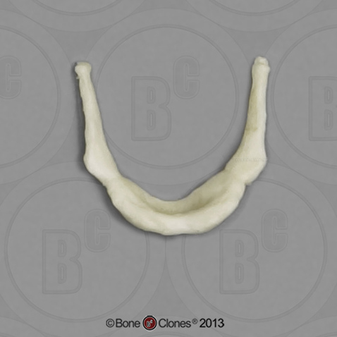 Human Male Asian Robust Hyoid