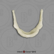 Human Male Asian Robust Hyoid