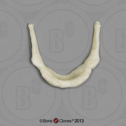 Human Male Asian Robust Hyoid