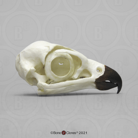 Peregrine Falcon Skull