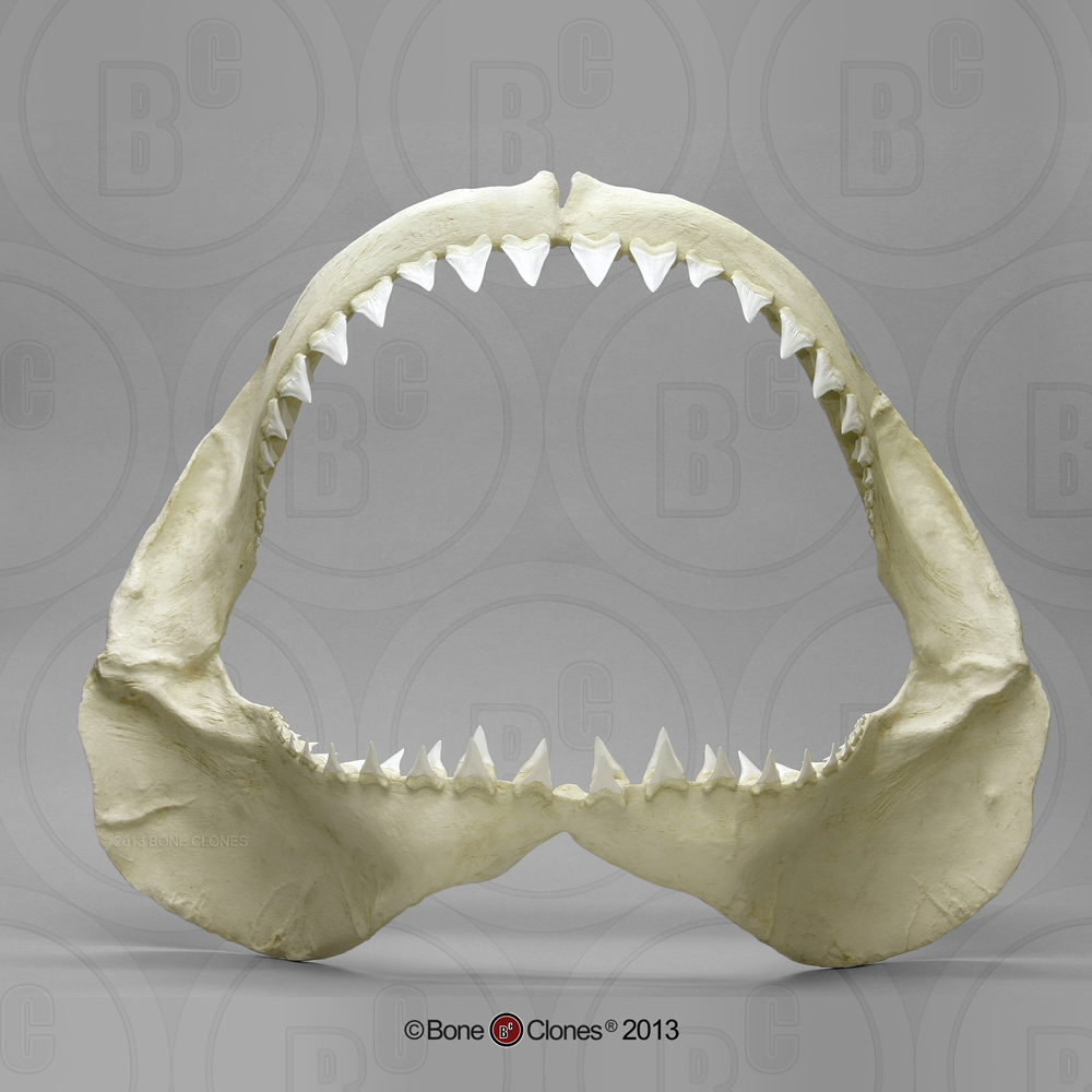 Great White Shark Jaw - Bone Clones, Inc. - Osteological Reproductions