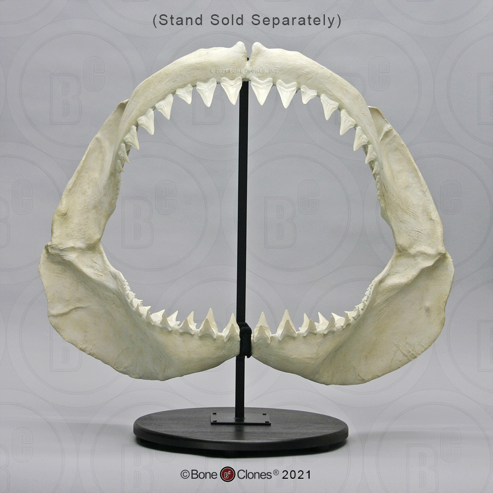 Jaws Merch Great White Shark Jaws - 8" Vinyl Sticker - For Car