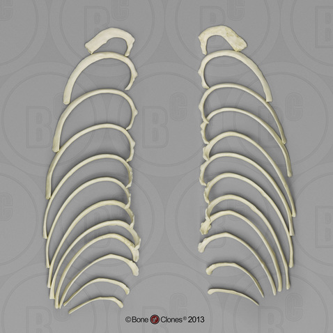 Human Female Asian Ribs, Set of 24 (left and right)