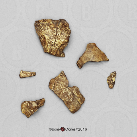 Australopithecus afarensis, "Lucy", cranium fragments