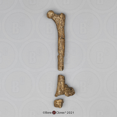 Australopithecus afarensis, "Lucy",  femur