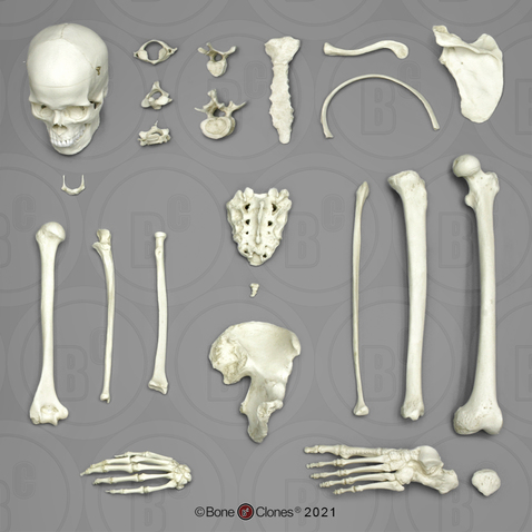 Male Bone Box - Bone Clones - Osteological Reproductions