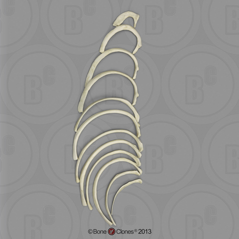 Human Male Asian Robust Ribs, Set of 12 (one side)