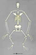 Semi-Articulated Siamang Skeleton