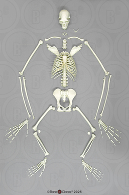 Semi-Articulated Siamang Skeleton