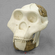Meganthropus Skull