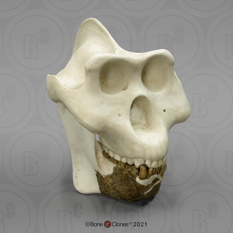 Gigantopithecus blacki Skull and Jaw
