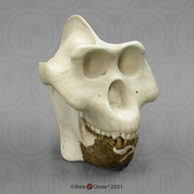 Gigantopithecus blacki Skull and Jaw "Reconstruction"