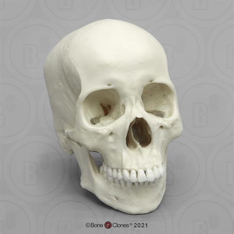 Human Asian Female Skull