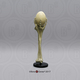 Fossil Giant Elephant Bird Egg and Custom Display Stand