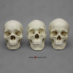 Dietary Comparison Economy Skull Set - Bone Clones, Inc. - Osteological  Reproductions