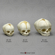 Human Fetal Skulls Set of 3