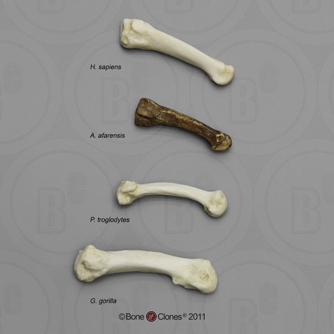 Set of 4th Metatarsals from Human, AL 333-160 A. afarensis, Chimpanzee and Gorilla KO-390-4MT-SET