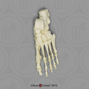 Human Adult Female Foot, Articulated Rigid