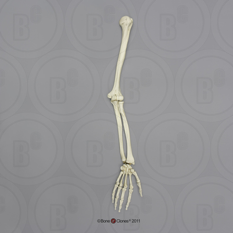 Human Male Asian Robust Arm, Articulated w/Articulated Rigid Hand, (no scapula)