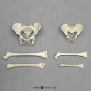 Human Child Skeletal Comparative Set