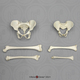 Human Child Skeletal Comparative Set