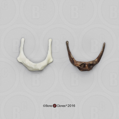 Comparative Set Hyoids Neanderthal and Modern Human