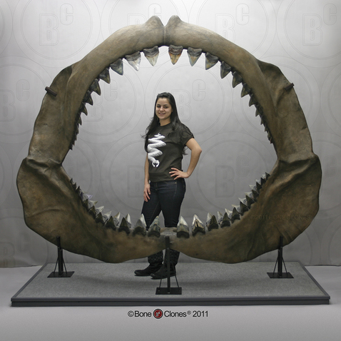 Megalodon Shark Jaw with 3 rows of 46 teeth