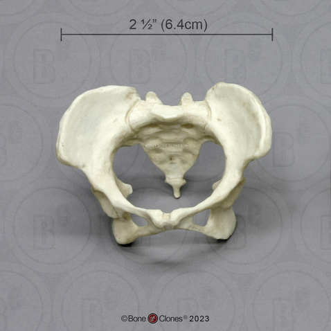 Human Female Pelvis, 1:4 scale