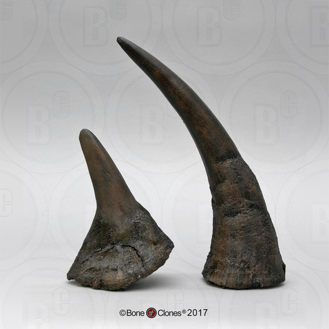 Black Rhino Horns Pair (Replica)