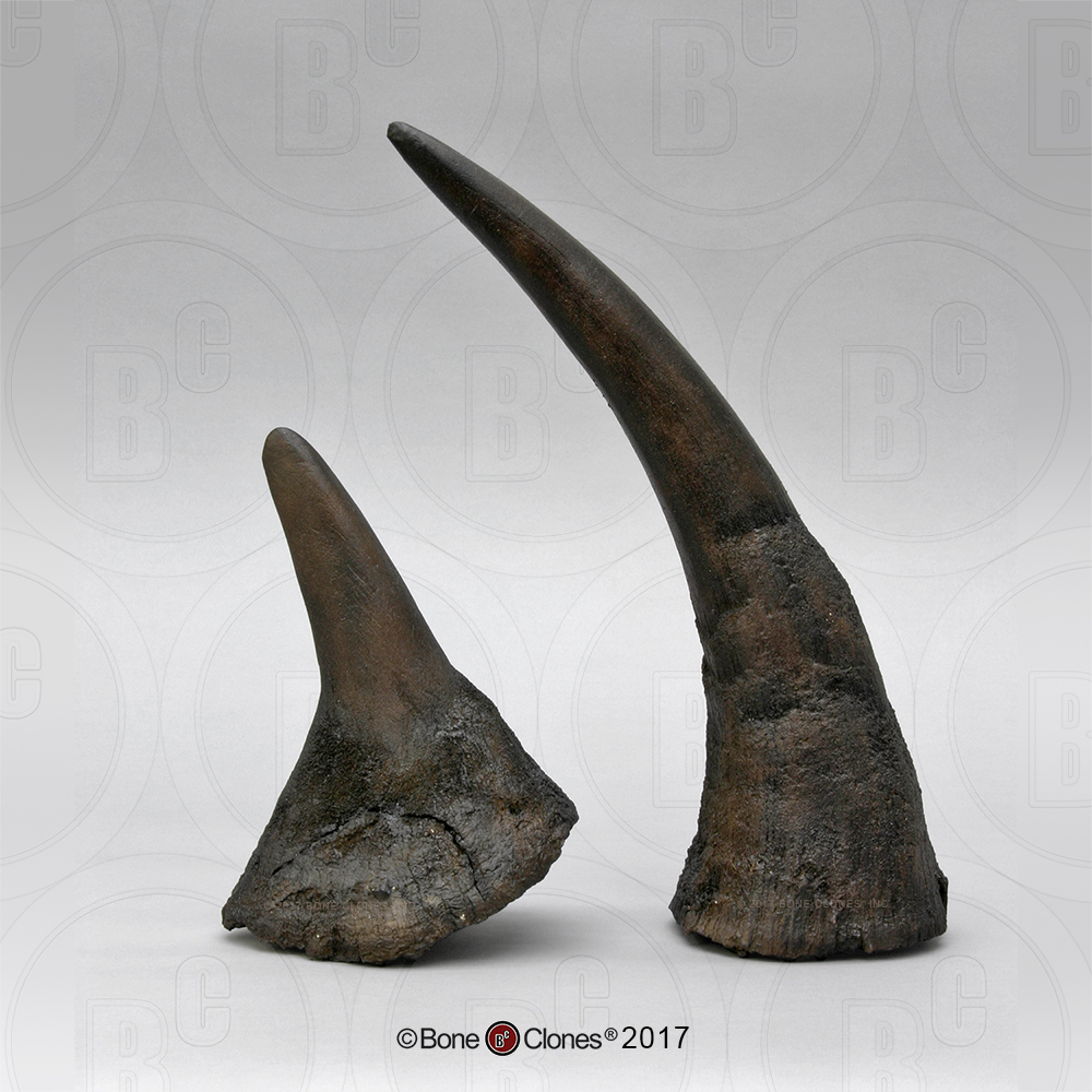 Rhino Horns For Sale At Michael Danforth Blog