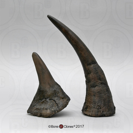 Black Rhino Horns Pair