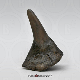 Black Rhino Horn Small