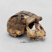 Homo erectus Skull - Sangiran 17