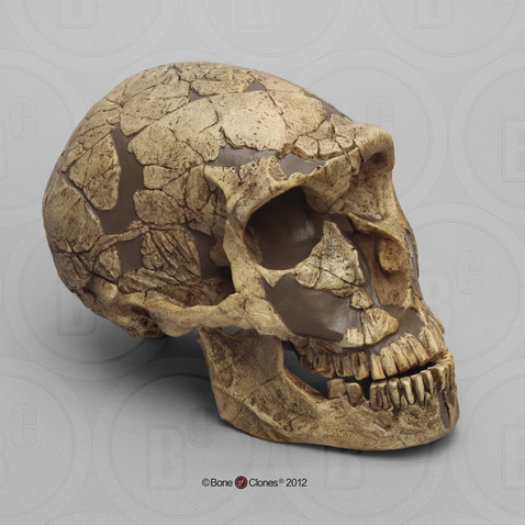 Homo neanderthalensis Skull - La Ferrassie 1