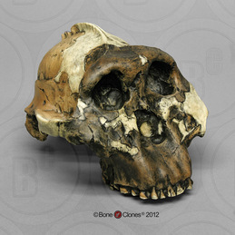 Australopithecus boisei Cranium OH 5 (Zinjanthropus)