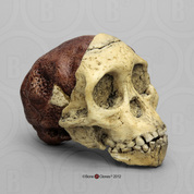 Australopithecus africanus Skull (Taung Child)