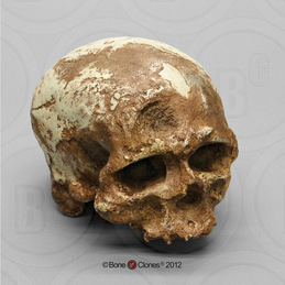 Cro-Magnon 1 Cranium