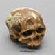 Cro-Magnon 1 Skull